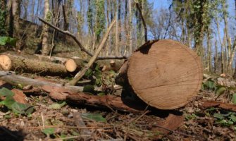 Za nelegalnu eksploataciju šume 34 naloga: Za naplatu 14.700 eura
