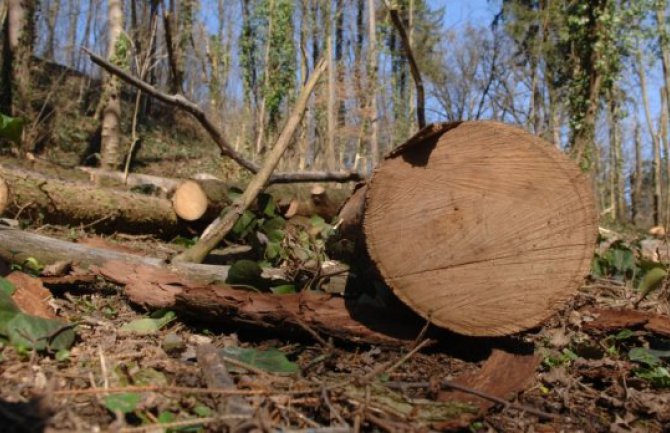 Kolašinac povrijeđen tokom sječe drva, pronađen u polusvjesnom stanju 
