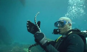 Novi trend među turistima: Plivanje sa otrovnim zmijama (VIDEO)