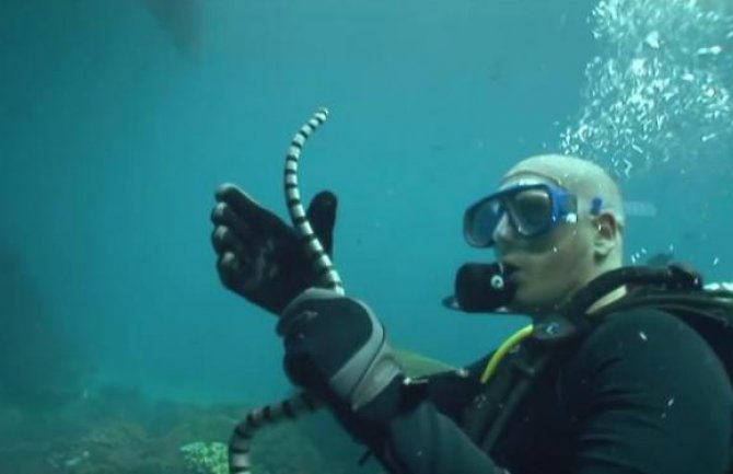 Novi trend među turistima: Plivanje sa otrovnim zmijama (VIDEO)