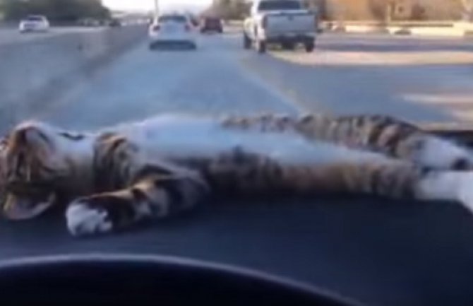 Upoznajte neodoljivu mačku Rori: Ona uživa dok je drugi voze (VIDEO)