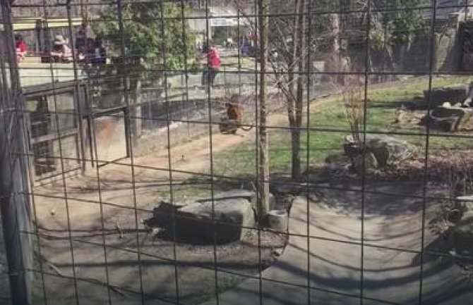 Zbog KAPE  skočila u kavez sa tigrom (VIDEO)