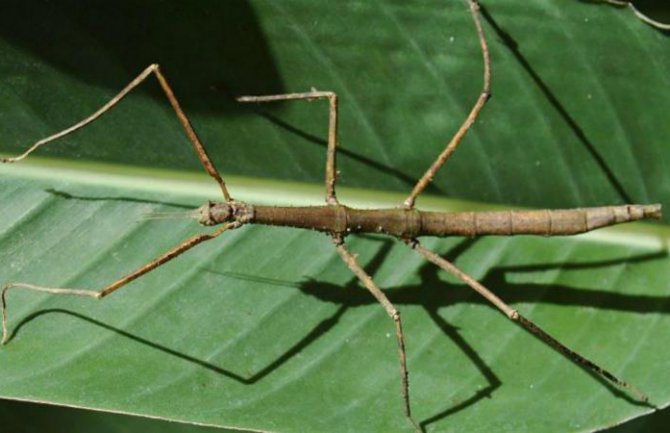 U Kini pronađen najduži insekt na svijetu