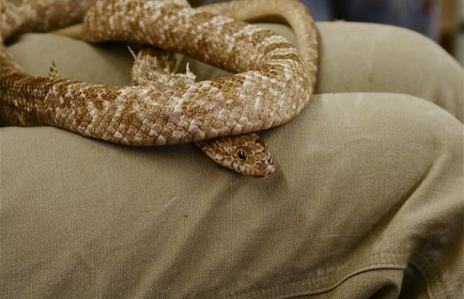 Ukoliko želite zmiju kao kućnog ljubimca, OVIH pet su među omiljenima