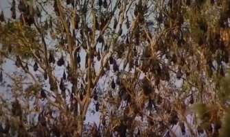  Više od 100.000 šišmiša okupiralo popularno ljetovalište (VIDEO)