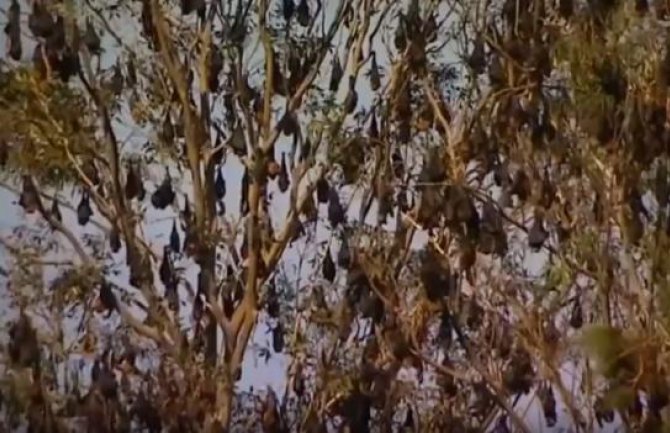  Više od 100.000 šišmiša okupiralo popularno ljetovalište (VIDEO)