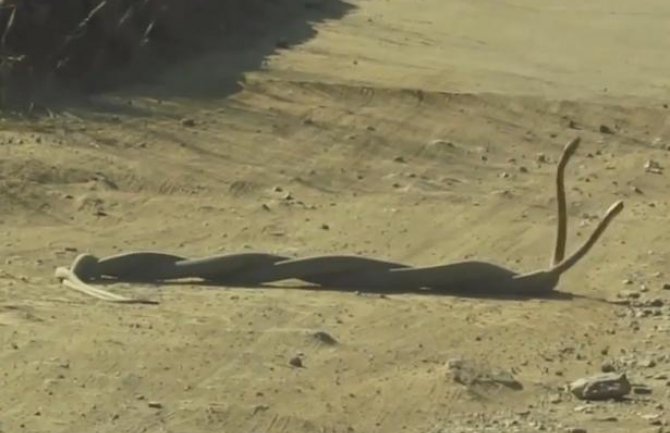 Borba najsmrtonosnijih zmija na svijetu (VIDEO)