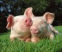 U Sjevernoj Makedoniji potvrđena afrička svinjska kuga