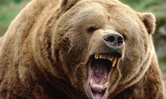 Medvjedi napali turiste u Rumuniji