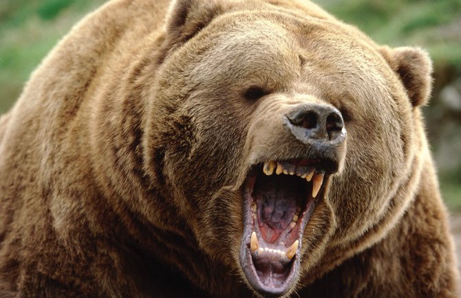 Medvjedi napali turiste u Rumuniji