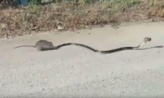 Mamina hrabrost: Pacov spasao mladunče od zmije(VIDEO)