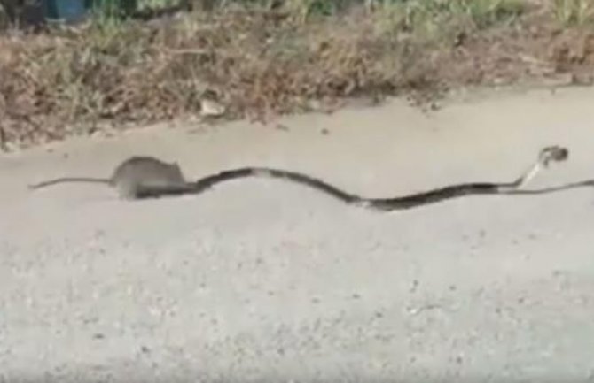 Mamina hrabrost: Pacov spasao mladunče od zmije(VIDEO)