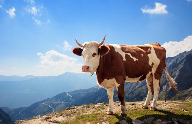 Opuštajuća terapija: Mazite i grlite krave za 75 dolara na sat