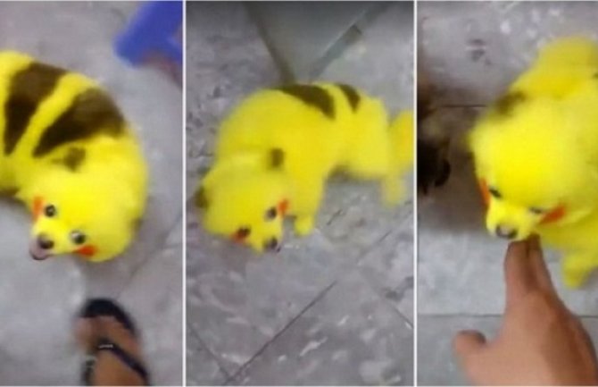 Nema kraja Pokemon invaziji: Ofarbali psa da liči na Pikaču-a (VIDEO)