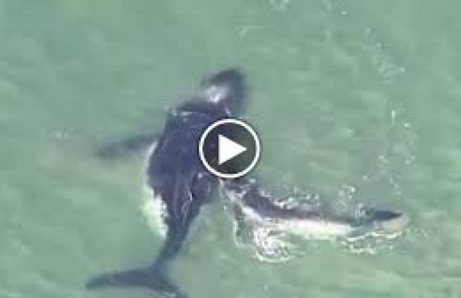  Mladunče kita 40 minuta spašavalo majku iz pijeska (VIDEO)