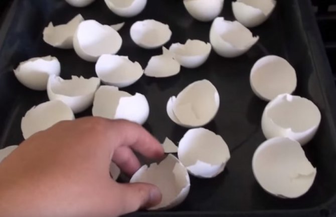Ona peče ljuske od jaja: Kada saznate zašto, i vi ćete početi to da radite! (VIDEO)