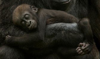 Koronavirus bi mogao da dovede do izumiranja gorila