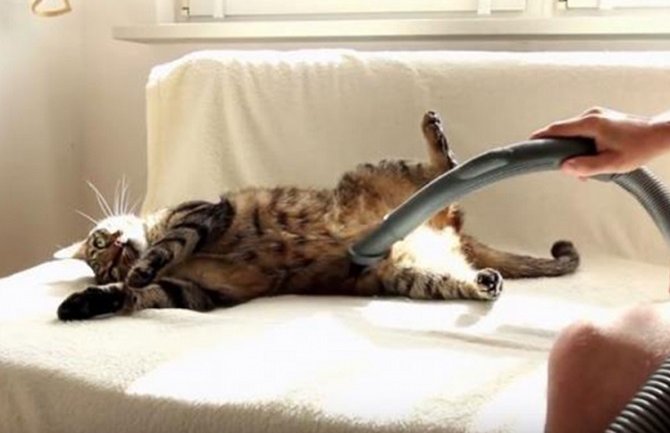 Ovaj mačak obožava kada ga usisavaju (VIDEO)   