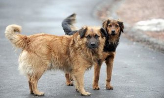 Psi napali tri ženske osobe, povrede ozbiljne