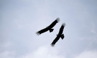 Ptičiji grip stigao u Srbiju: Koje ptice su nosioci zaraze?