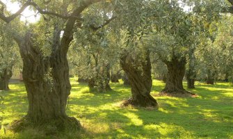 Kod Bara polomljeno 12 stabala i ukradeno više od 400 kilograma maslina