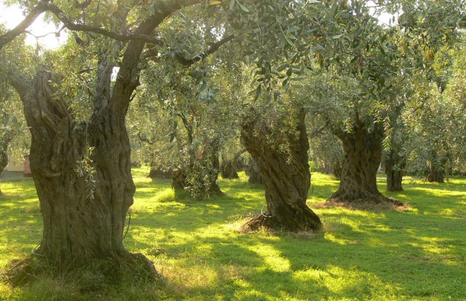Kod Bara polomljeno 12 stabala i ukradeno više od 400 kilograma maslina