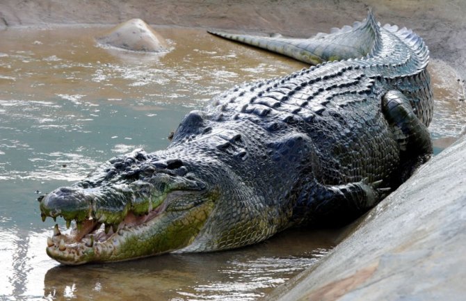 Malezija: Krokodil usmrtio čovjeka dok je sakupljao rakove