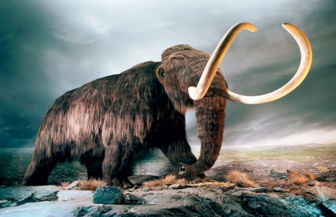 Naučnici sa Harvarda će do 2019. oživjeti mamuta!