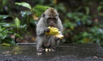 Preživio 9 dana u prašumi, majmuni mu bacali voće 