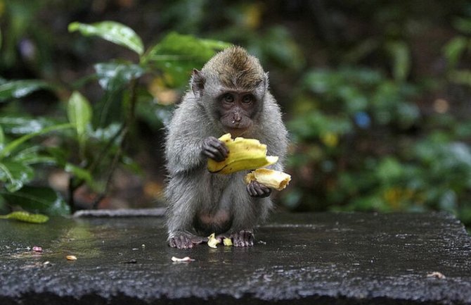 Preživio 9 dana u prašumi, majmuni mu bacali voće 