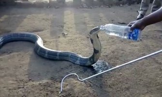 Kad kobra ožedni (VIDEO)