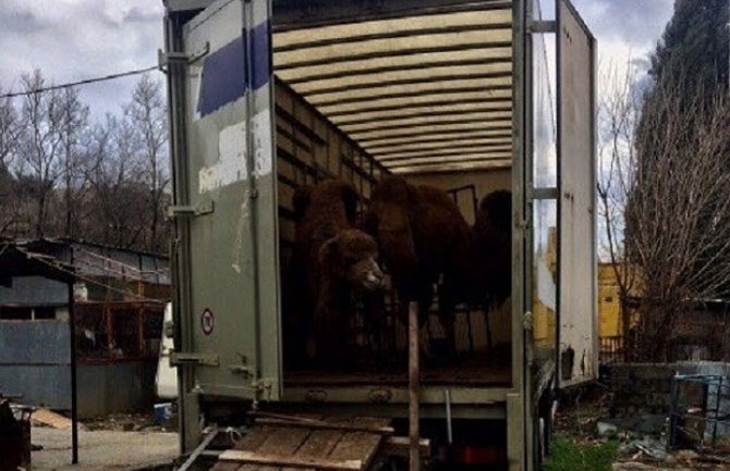 Podgorica: Cirkus otišao prije 10 mjeseci, kamile ostale da se muče u kamionu