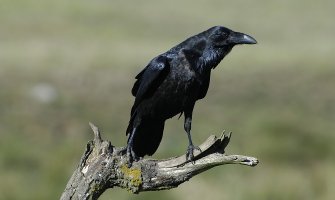 Vrane  mogu same da naprave alat na osnovu pamćenja