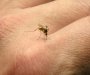 U Crnoj Gori prisutni insekti koji mogu prenijeti razne bolesti
