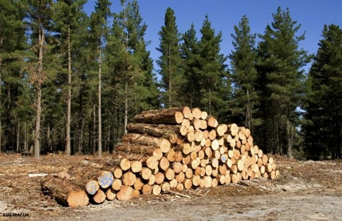 U 2020. domaćinstva potrošila skoro 540.000 kubika drveta