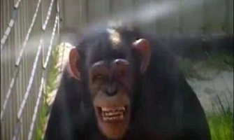 Majmun  zbog “djevojke” prebio čuvara (VIDEO)