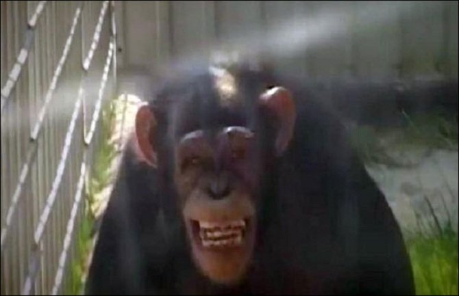 Majmun  zbog “djevojke” prebio čuvara (VIDEO)