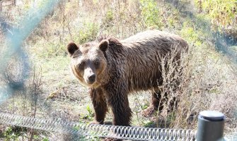 Spašeni od ljudi: 19 medvjeda srećno živi u azilu kod Prištine