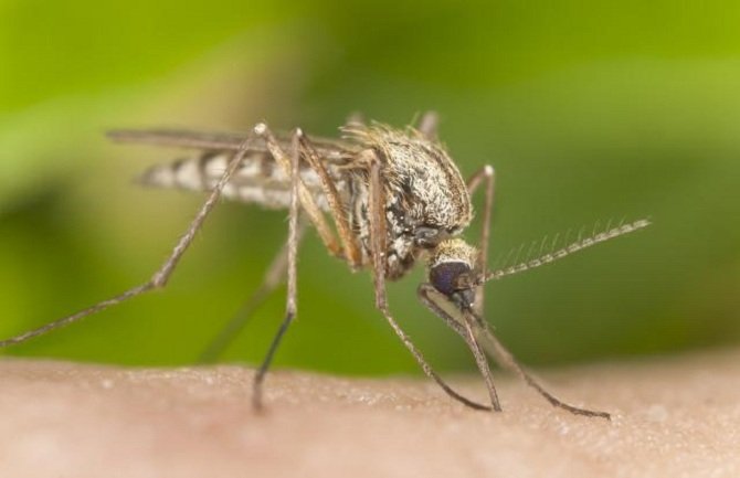 Stiglo je ljeto a sa njim i komarci: Šta ove krvopije privlači a šta odbija?