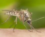 Stiglo je ljeto a sa njim i komarci: Šta ove krvopije privlači a šta odbija?