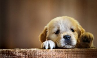  Psi svjesno prave tužne poglede, a evo i zbog čega
