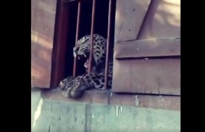 Leopard povrijedio četvoro ljudi u školi(VIDEO)