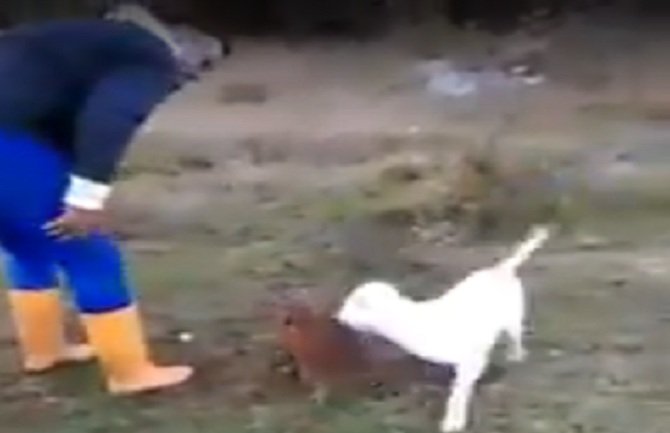 Brutalan snimak: Psa obučavali za borbu (VIDEO)
