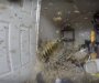 Pogledajte šupu od koje su stršljenovi napravili gnijezdo (VIDEO)