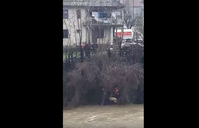 BP: Vatrogasci spasili ovcu iz nabujalog Lima (VIDEO)