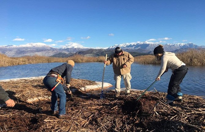 Poboljšani uslovi za gniježđenje pelikana u NP Skadarsko jezero
