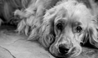 Srbija: Pas na seoskoj stanici godinu dana čeka vlasnika koji nikad neće doći