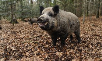 Pojačan nadzor domaćih i divljih svinja zbog afričke kuge