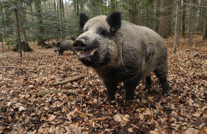 Pojačan nadzor domaćih i divljih svinja zbog afričke kuge