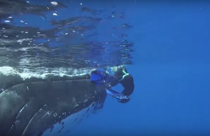Kit roniocu spasio život: Zaštitio ga od ajkule (VIDEO)